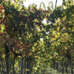 Agrigento: Vineyards and Wine Tasting Experience - The Sum Up: Who Will Love This Tour?