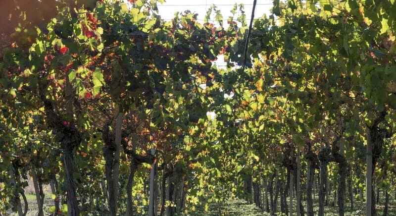 Agrigento: Vineyards and Wine Tasting Experience - The Sum Up: Who Will Love This Tour?