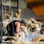 Agrodome Farm Experience including Farm Show and Farm Tour - Rotorua - Exploring Rotorua’s Agrodome: A Detailed Review
