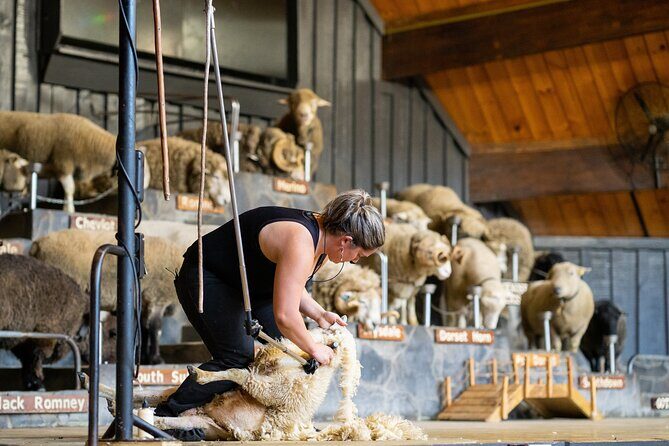 Agrodome Farm Experience including Farm Show and Farm Tour - Rotorua - Exploring Rotorua’s Agrodome: A Detailed Review