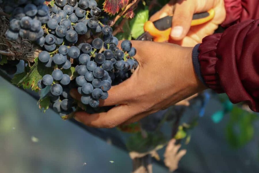 Aguascalientes: Magical Town and Winery Tour - Why This Tour Offers Great Value