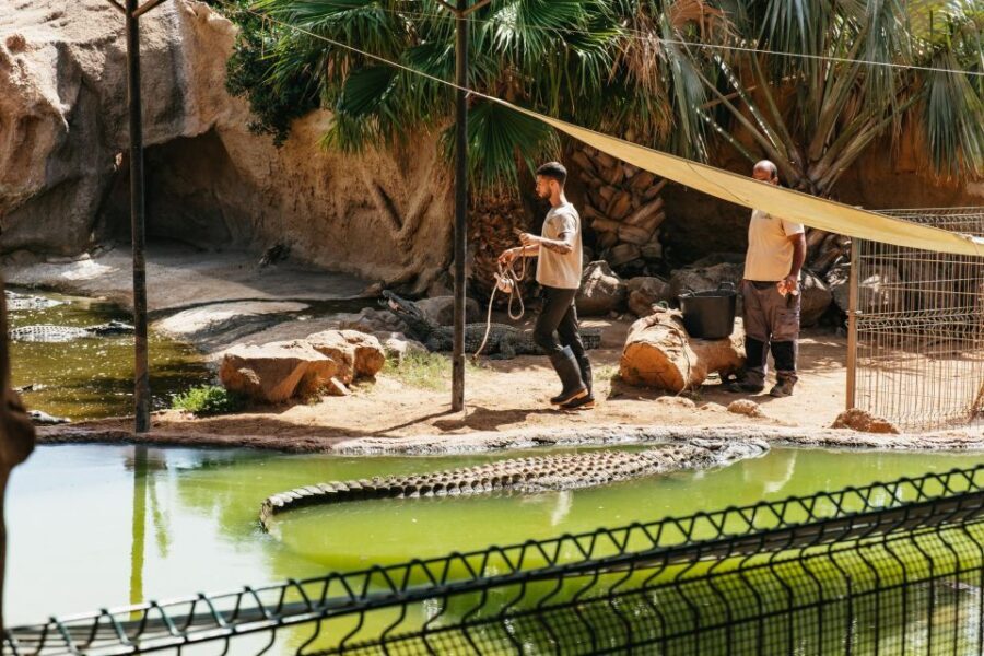 Agüimes: Cocodrilo Park Zoo Entry Ticket - What to Expect Upon Arrival