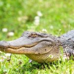 Airboat Ride with Transportation from New Orleans - Analyzing the Value and Experience