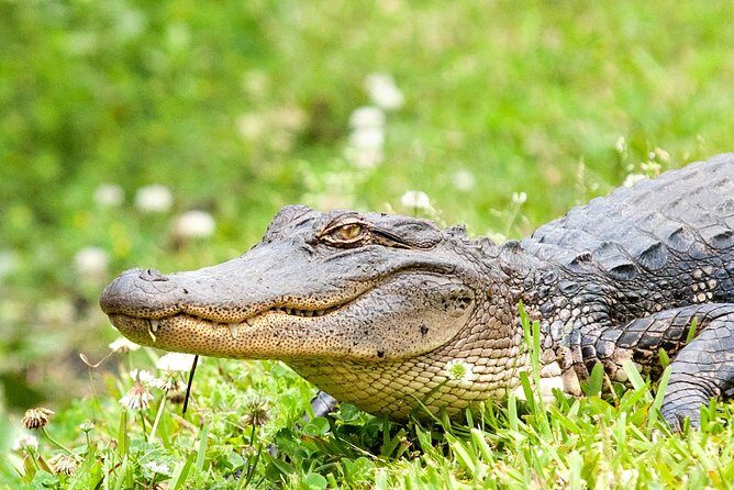 Airboat Ride with Transportation from New Orleans - Analyzing the Value and Experience