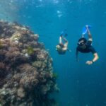 Airlie Beach: Great Barrier Reef Snorkel from Shute Harbour - Why This Tour Stands Out
