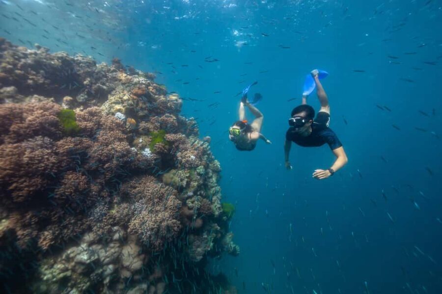 Airlie Beach: Great Barrier Reef Snorkel from Shute Harbour - Why This Tour Stands Out