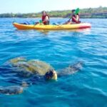 Airlie Beach: Half Day Turtle Tour Sea Kayaking Adventure - Authentic Reviews and What Travelers Say