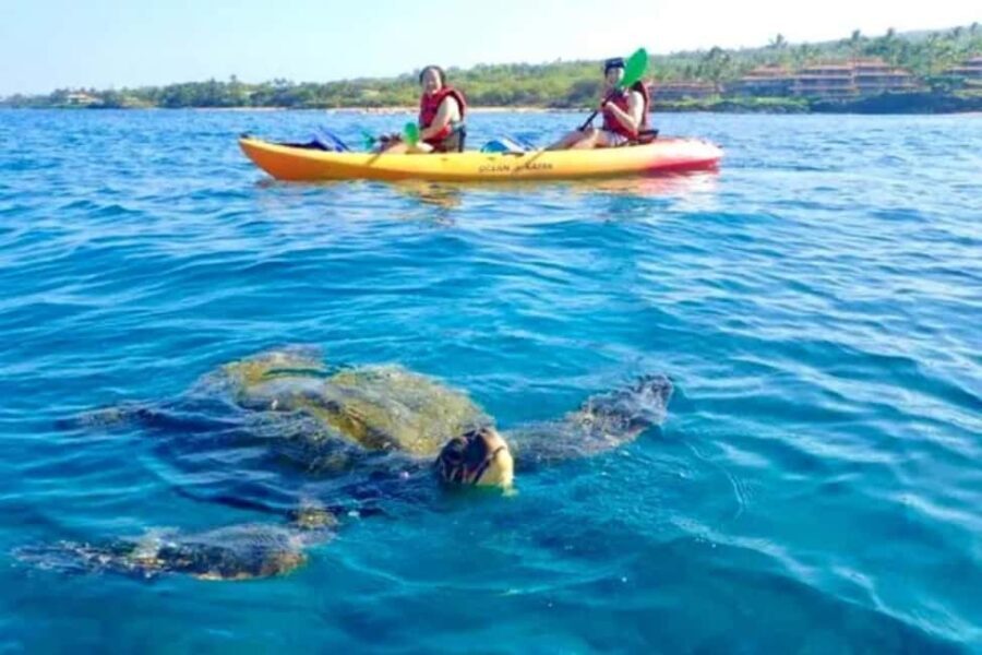 Airlie Beach: Half Day Turtle Tour Sea Kayaking Adventure - Authentic Reviews and What Travelers Say