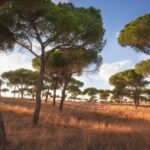 Airport Private Transfer to Fátima or Nazaré - Frequently Asked Questions (FAQs)
