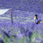 Aix-en-Provence: Lavender Fields Visit - The Sum Up: Who Is This Tour For?
