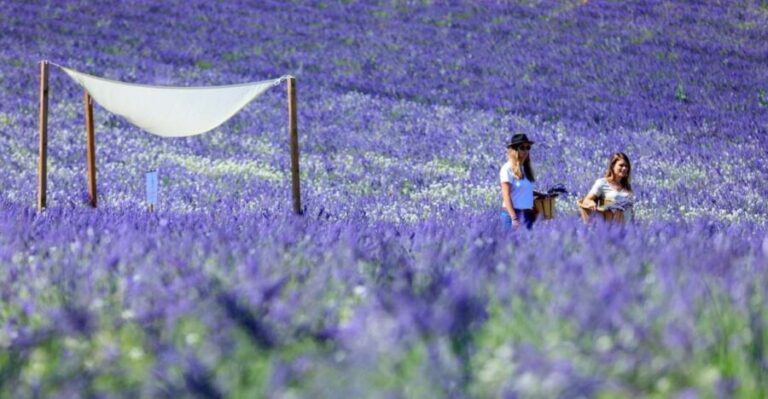 Aix-en-Provence: Lavender Fields Visit - The Sum Up: Who Is This Tour For?