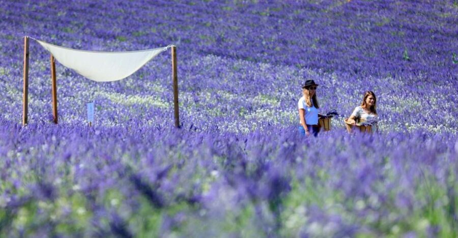 Aix-en-Provence: Lavender Fields Visit - The Sum Up: Who Is This Tour For?