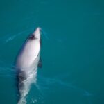 Akaroa: 4WD Safari and Guided Sea-Kayaking Experience - The Magic of Pohatu Marine Reserve