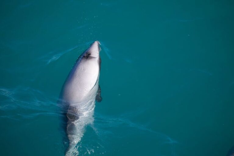 Akaroa: 4WD Safari and Guided Sea-Kayaking Experience - The Magic of Pohatu Marine Reserve