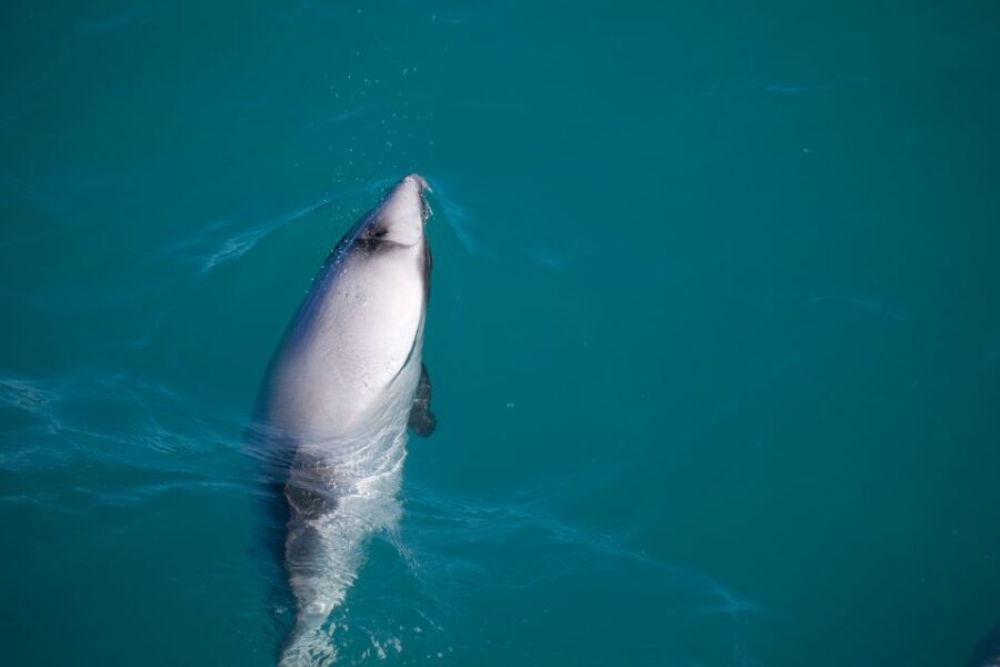 Akaroa: 4WD Safari and Guided Sea-Kayaking Experience - The Magic of Pohatu Marine Reserve
