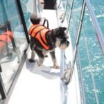 Akaroa: Dolphin Nature Cruise - An In-Depth Look at the Akaroa Dolphin Nature Cruise