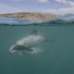 Akaroa Harbour 2-Hour Dolphin Nature Cruise - Value and Practicalities