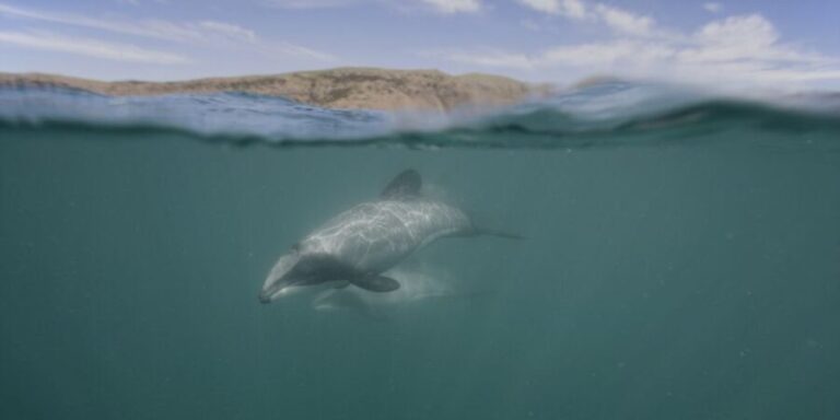 Akaroa Harbour 2-Hour Dolphin Nature Cruise - Value and Practicalities