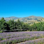 Akaroa Lavender Seasonal Guided Tour Experience - Who Will Love This Tour?