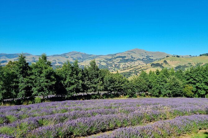Akaroa Lavender Seasonal Guided Tour Experience - Who Will Love This Tour?