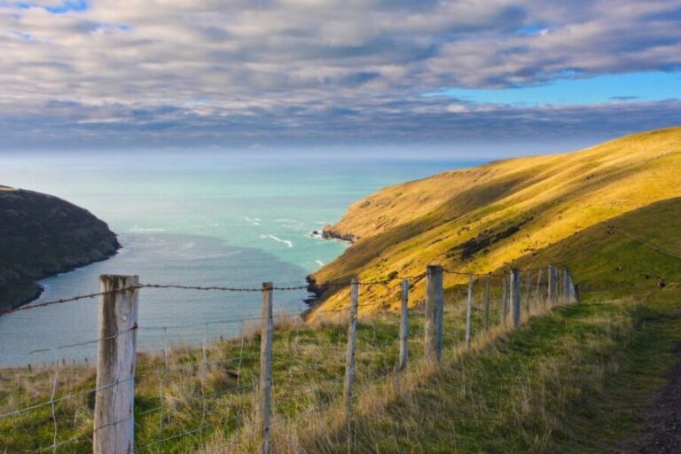 Akaroa: Pohatu Little Penguins 3-Hour Evening Experience - Who Will Love This Tour?