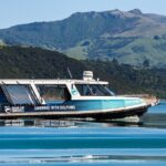 Akaroa Swim with Dolphins Tour from Christchurch - Akaroa Harbour and Marine Wildlife