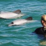 Akaroa: Swimming with Wild Dolphins Experience - Who Should Consider This Tour?