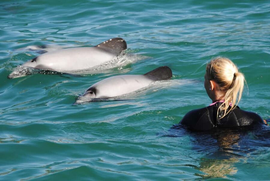 Akaroa: Swimming with Wild Dolphins Experience - Who Should Consider This Tour?
