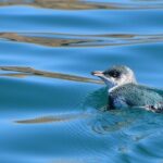 Akaroa Wildlife Cruise - The Experience in Detail