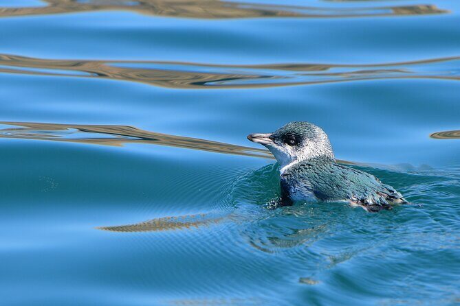 Akaroa Wildlife Cruise - The Experience in Detail