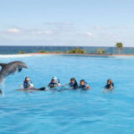 Akumal: Dolphin Encounter - What’s Included and What’s Not