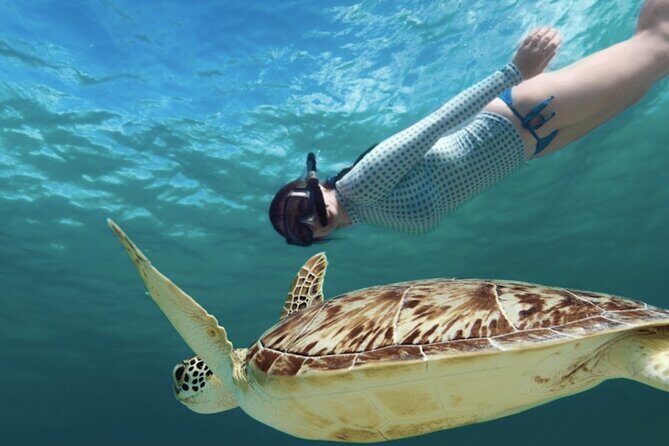 Akumal paradise tour Swimming with Turtles & ancient Tulum Ruins. Lunch included - Who Should Book This Tour?