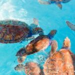 Akumal: Snorkeling with Marine Life and an Expert Tour Guide - Why This Tour Offers Great Value