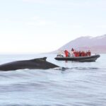 Akureyri: 2-Hour Whale Watching Express by RIB Speedboat - Final Thoughts: Who Is This Tour Best For?