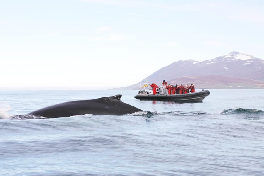 Akureyri: 2-Hour Whale Watching Express by RIB Speedboat - Final Thoughts: Who Is This Tour Best For?