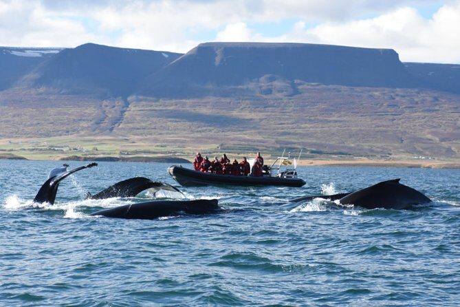 Akureyri Express Whale Watching by RIB boat - The Details: What to Expect From Your Whale Watching Adventure