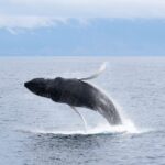 Akureyri: Whale Watching Tour & Forest Lagoon Entrance - Who Should Consider This Tour?