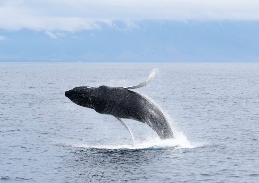 Akureyri: Whale Watching Tour & Forest Lagoon Entrance - Who Should Consider This Tour?