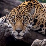 Alabama: Birmingham Area Family Fun Multi-Attraction Pass - Who Will Love This Pass?