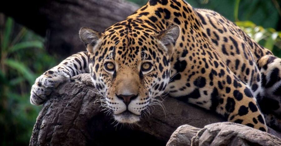 Alabama: Birmingham Area Family Fun Multi-Attraction Pass - Who Will Love This Pass?