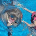 Alanya: Dolphin and Seal Show Ticket with Hotel Transfers - Practical Tips for Making the Most of Your Visit