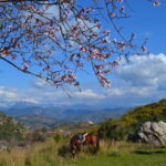 Alanya: Horseback Ride Through Nature near Syedra Ruins - What to Expect on the Horseback Ride near Syedra Ruins