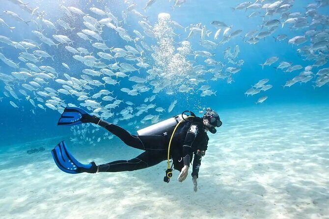 Alanya Scuba Diving With Lunch and Transfer - The Underwater Experience: Two Guided Dives