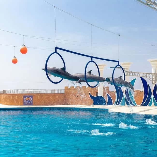 Alanya: Sealanya Dolphinpark Dolphin Show Tour - Final Thoughts: Is it Worth It?