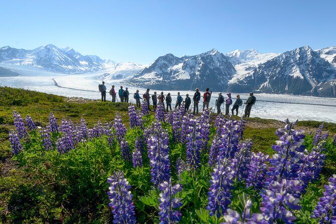 Alaska Heli Hiking - ANCHORAGE AREA - A Deeper Look at the Alaska Heli-Hiking Adventure