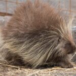 Alaska Wildlife Day Tour with Free Hotel Pickup - The Experience: An In-Depth Look