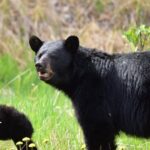 Alaska Wildlife Safari and Sightseeing Tour - Authenticity and Value