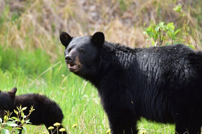 Alaska Wildlife Safari and Sightseeing Tour - Authenticity and Value