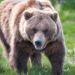 Alaska Wildlife Tour - Why This Tour Works Well