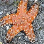 Alaska Wildlife Waterfall Tours - Practical aspects and value